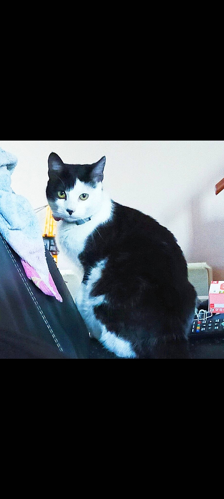 Killua a rejoint le concours — aidez-le/la à gagner de superbes lots ! art, black_cat, carnivore, cat, darkness, domestic_short_haired_cat, felidae, flash_photography, formal_wear, fur, magenta, paw, photo_caption, rectangle, sitting, small_to_medium_sized_cats, tail, tree, whiskers, window