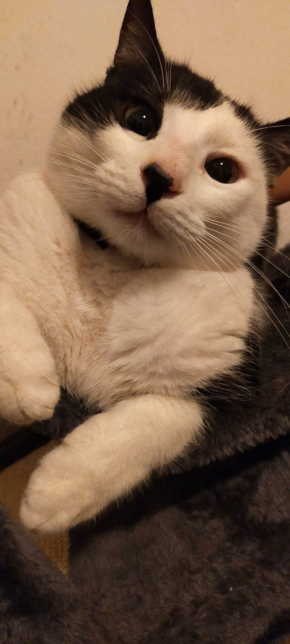 Killua a rejoint le concours — aidez-le/la à gagner de superbes lots ! carnivore, cat, claw, close_up, domestic_short_haired_cat, eye, felidae, fur, head, monochrome, monochrome_photography, nose, paw, small_to_medium_sized_cats, snout, tail, terrestrial_animal, thai, whiskers