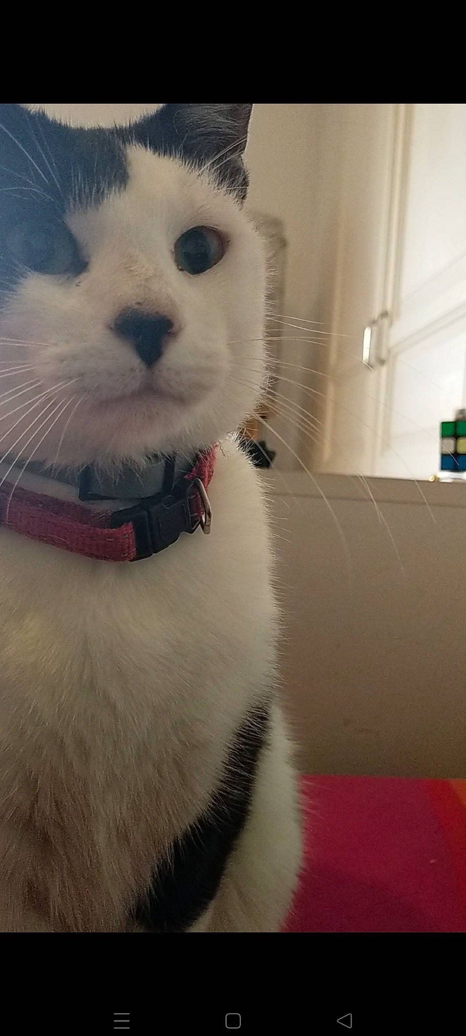 Killua a rejoint le concours — aidez-le/la à gagner de superbes lots ! canidae, carnivore, cat, collar, comfort, companion_dog, domestic_short_haired_cat, fawn, felidae, fur, moustache, paw, small_to_medium_sized_cats, snout, stuffed_toy, tail, terrestrial_animal, thai, whiskers