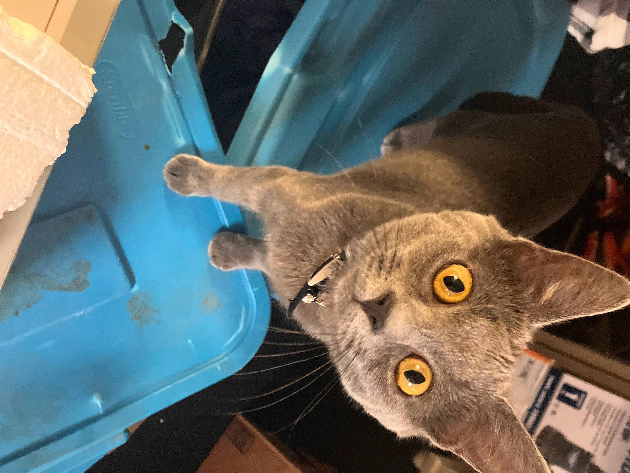 Ari is registered to the contest to win money with this photo: carnivore, cat, domestic_short_haired_cat, electric_blue, felidae, fender, fur, gas, machine, russian_blue, small_to_medium_sized_cats, snout, whiskers