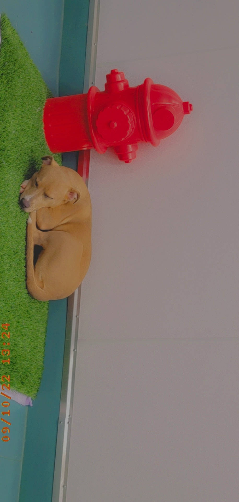 Galaxy is registered to the contest to win money with this photo: art, baby_products, button, carmine, coquelicot, fashion_accessory, grass, jewellery, magenta, paper, paper_product, peach, petal, plant, plastic, room, rose, stuffed_toy, toy, wood