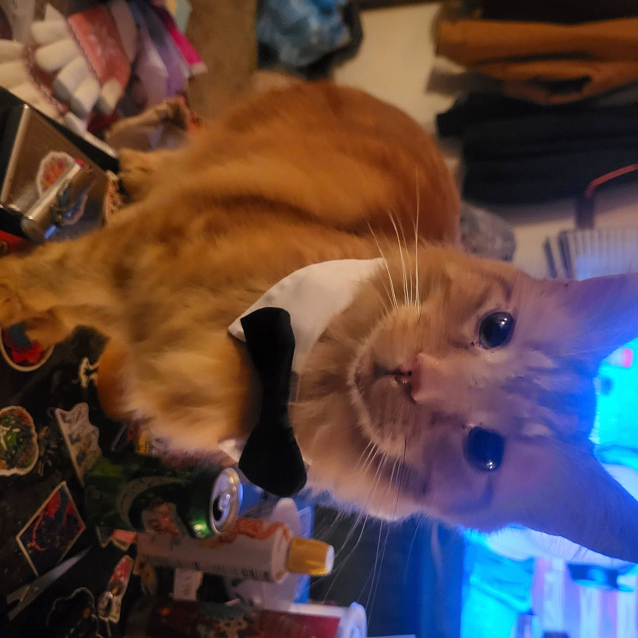 Swarley is registered to the contest to win money with this photo: animation, christmas, companion_dog, electric_blue, event, fawn, felidae, fish, fun, fur, holiday, marine_biology, plush, small_to_medium_sized_cats, snout, stuffed_toy, tail, toy, whiskers