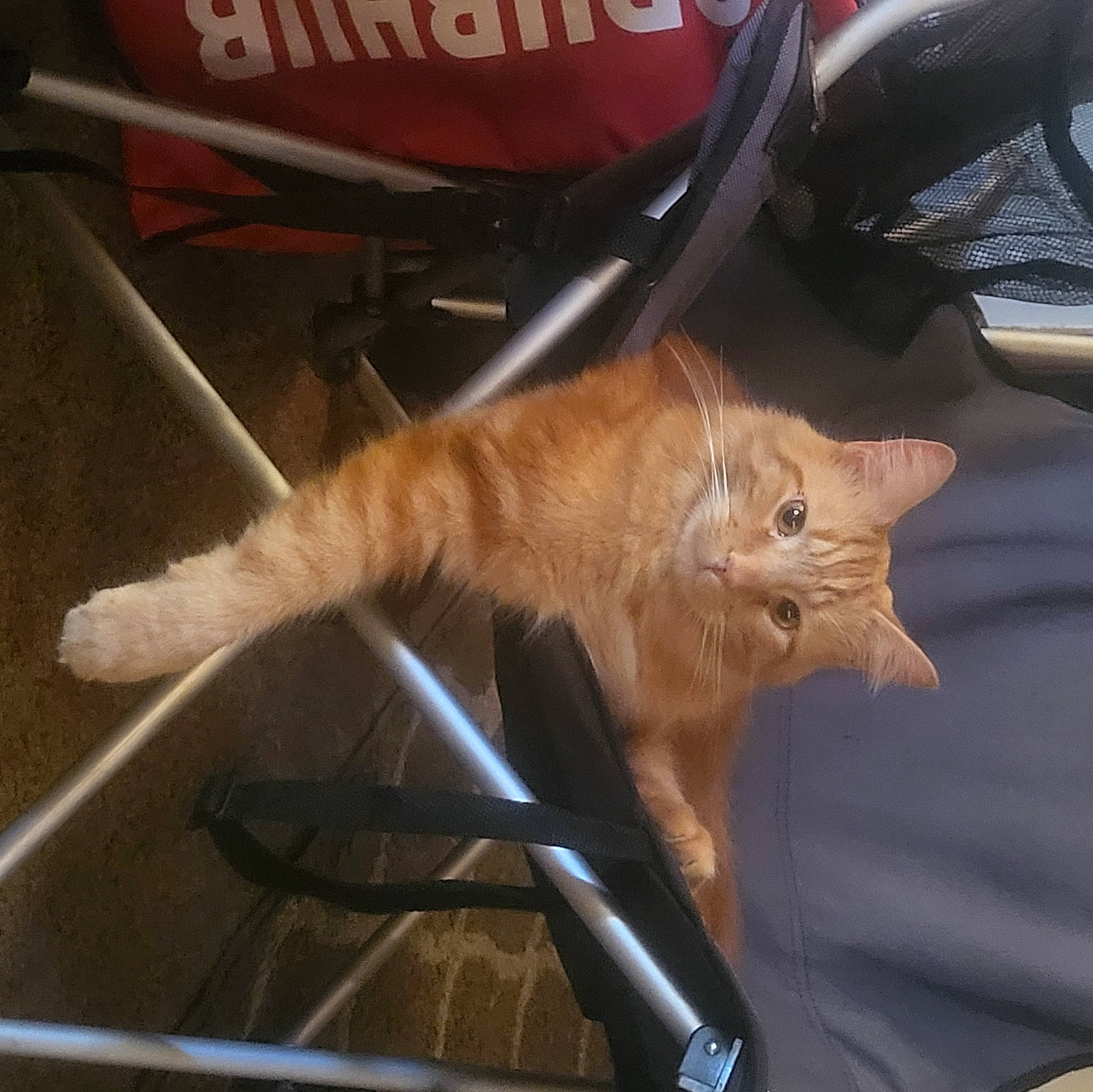 Swarley is registered to the contest to win money with this photo: automotive_window_part, carnivore, cat, chair, claw, comfort, domestic_short_haired_cat, fawn, felidae, flowerpot, fur, lap, paw, plant, small_to_medium_sized_cats, tail, whiskers, window, windshield