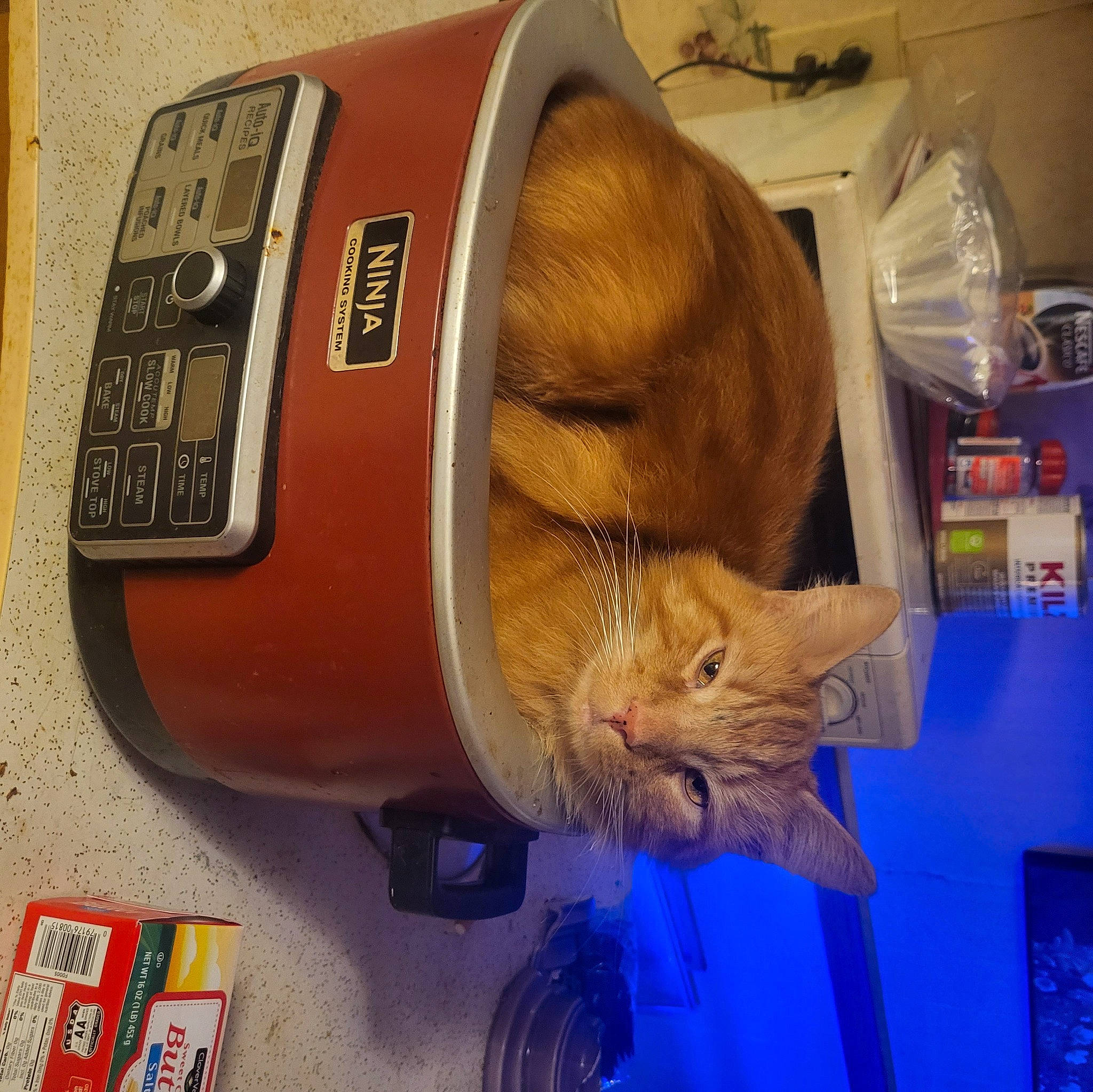 Swarley joined the competition — help win amazing prizes! cat, communication_device, domestic_short_haired_cat, felidae, flooring, fur, gadget, home_appliance, kitchen_appliance, machine, room, small_appliance, small_to_medium_sized_cats, tail, telephone, telephony, whiskers, wood