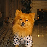 Pickle is registered to the contest to win money with this photo: dog, pomeranian, pet, indoor, shirt, clothing, carpet, living_room, fireplace, plant, furniture, floor, cute, animal, fur, portrait, home, cozy, small_dog, domestic_animal