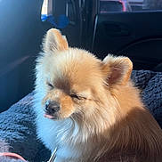 Millie joined the competition — help win amazing prizes! dog, pomeranian, fluffy, pet, inside_car, sunlight, blanket, cozy, tongue_out, closed_eyes, cute, small_dog, fur, animal, companion, relaxed, domestic_animal, mammal, indoors, resting
