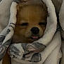 Millie joined the competition — help win amazing prizes! dog, puppy, blanket, cozy, sleepy, fur, cute, tongue_out, snuggled, soft, warm, resting, pet, animal, face, closeup, indoor, small_dog, comfort, wrapped