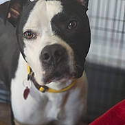 Yates joined the competition — help win amazing prizes! animal, black_and_white, brown_eyes, cage, canine, close_up, collar, curious, dog, domestic, ears, face, fence, friendly, indoor, looking, mammal, pet, portrait, young