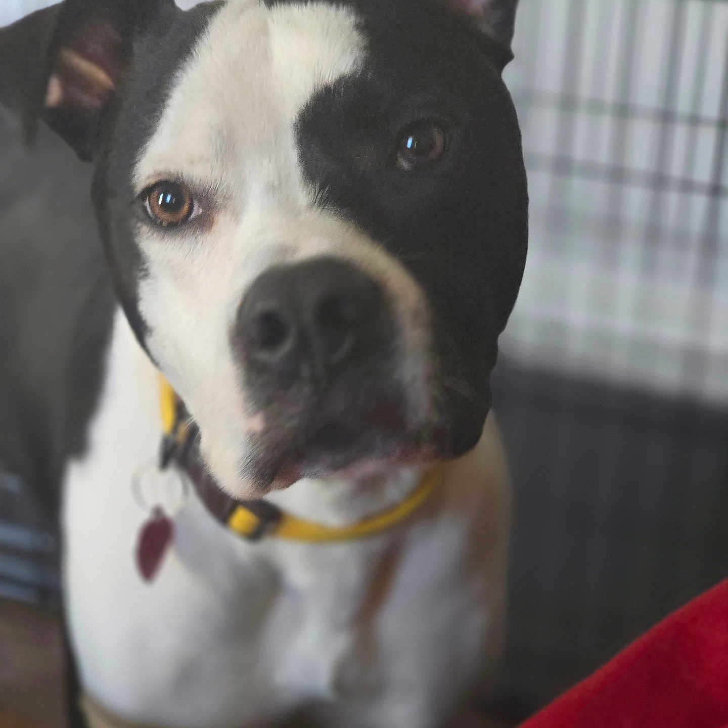 Yates joined the competition — help win amazing prizes! animal, black_and_white, brown_eyes, cage, canine, close_up, collar, curious, dog, domestic, ears, face, fence, friendly, indoor, looking, mammal, pet, portrait, young