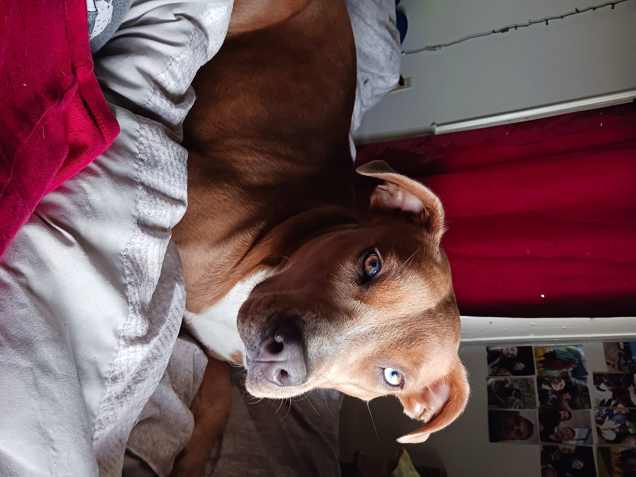 Layla joined the competition — help win amazing prizes! canidae, carnivore, collar, comfort, companion_dog, dog, dog_breed, ear, fawn, fur, jaw, non_sporting_group, selfie, snout, sporting_group, whiskers, working_animal