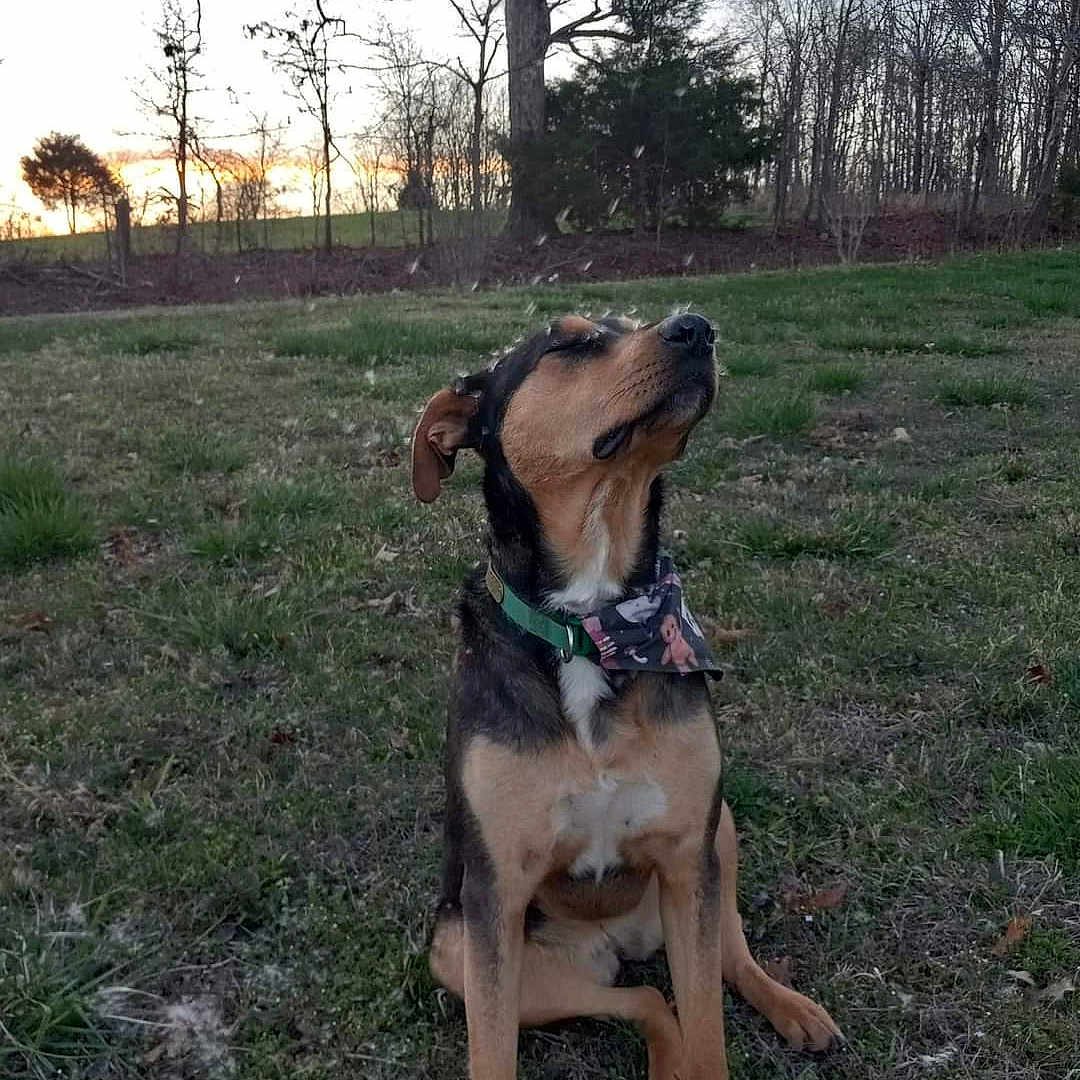 Elvira is registered to the contest to win money with this photo: animal, canine, dog, field, grass, grassland, grove, hound, land, nature, outdoors, park, pet, plant, puppy, sky, tree, vegetation, woodland, yard