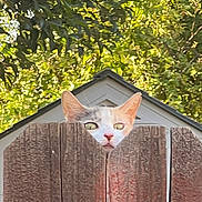 Cheeky is registered to the contest to win money with this photo: cat, fence, wood, peeking, ears, outdoor, greenery, leaves, tree, house, roof, curious, animal, pet, nature, sunlight, daytime, closeup, wooden_fence, background