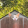 cat, fence, wood, peeking, ears, outdoor, greenery, leaves, tree, house, roof, curious, animal, pet, nature, sunlight, daytime, closeup, wooden_fence, background