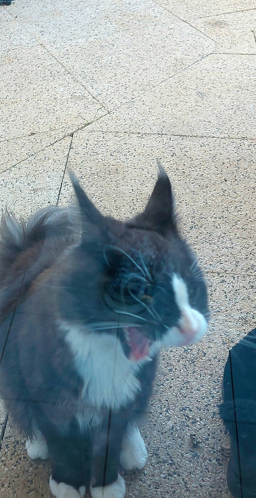 Trésor participe au concours pour gagner de l'argent avec cette photo : asphalt, carnivore, cat, domestic_short_haired_cat, electric_blue, eye, felidae, fur, grass, grey, head, paw, road_surface, shadow, small_to_medium_sized_cats, snout, tail, terrestrial_animal, whiskers, window