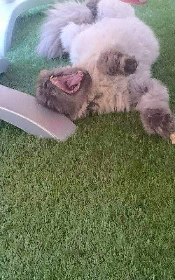 Kooki participe au concours pour gagner de l'argent avec cette photo : automotive_mirror, canidae, carnivore, comfort, companion_dog, dog, dog_breed, fur, grass, labradoodle, plant, poodle_crossbreed, small_terrier, sporting_group, tail, terrier, toy_dog, vehicle_door, water_dog, windshield