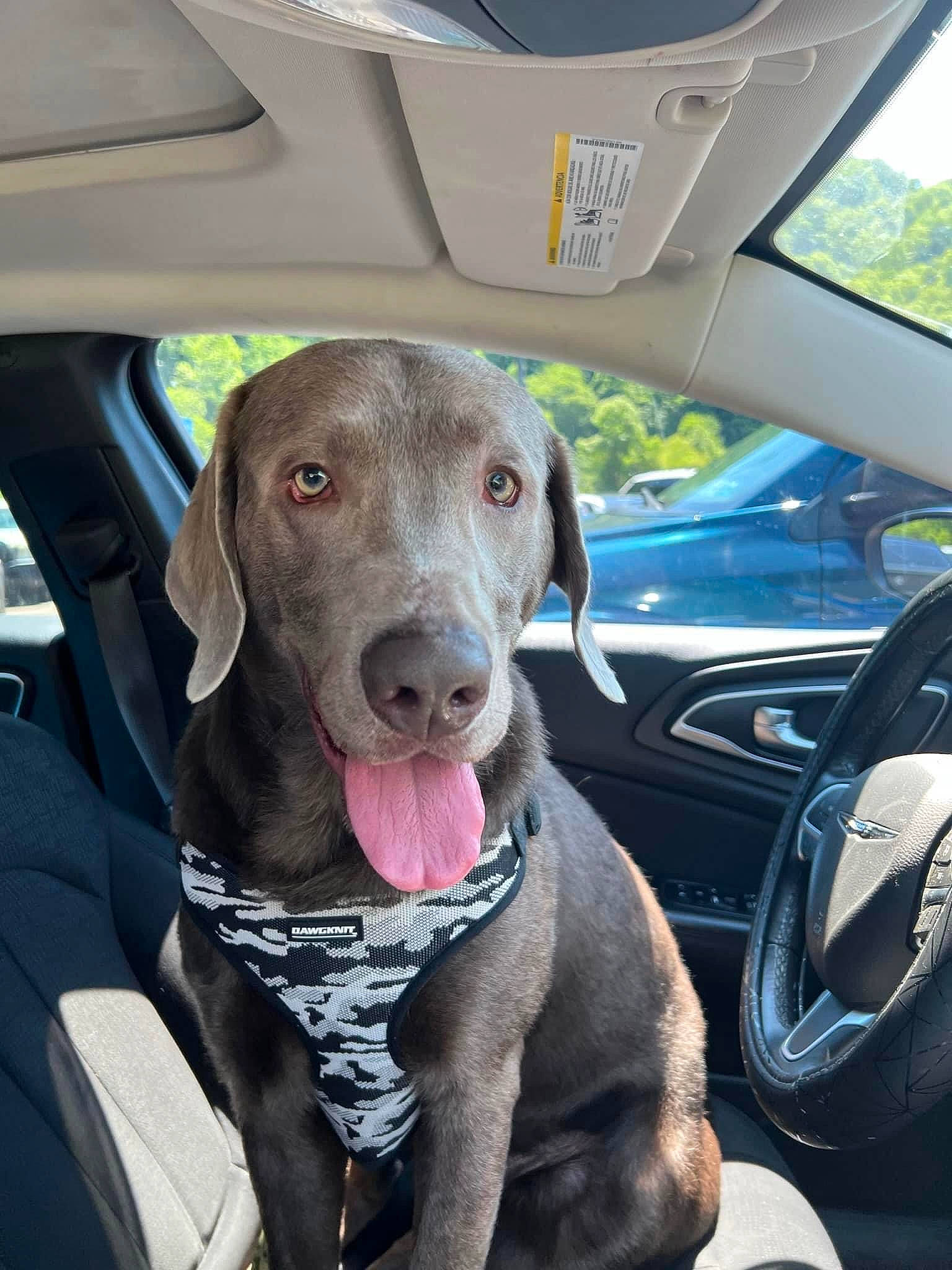 Colt joined the competition — help win amazing prizes! auto_part, automotive_exterior, automotive_mirror, car, car_seat, carnivore, collar, companion_dog, dog, dog_breed, dog_collar, fawn, liver, motor_vehicle, snout, sporting_group, steering_wheel, vehicle, vehicle_door, working_animal