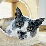 Gérard a rejoint le concours — aidez-le/la à gagner de superbes lots ! cat, gray_and_white, pet, indoor, cat_condo, curious, yellow_eyes, feline, fur, whiskers, cozy, wooden_floor, close_up, animal, cute, domestic_cat, resting, looking, ears, portrait