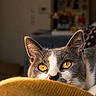 Gérard a rejoint le concours — aidez-le/la à gagner de superbes lots ! cat, gray_cat, white_cat, golden_eyes, peeking, blanket, cozy, indoor, home, furniture, ears, whiskers, closeup, pet, curious, animal, soft_light, warm_tones, relaxed, domestic