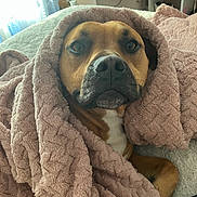 Moose joined the competition — help win amazing prizes! dog, blanket, bed, indoor, cozy, brown_dog, furniture, soft_texture, resting, pet, cute, closeup, comfort, relaxed, portrait, warm, snuggled, fur, sleepy, room