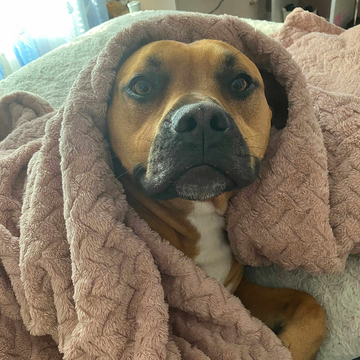 Moose joined the competition — help win amazing prizes! bed, blanket, brown_dog, closeup, comfort, cozy, cute, dog, fur, furniture, indoor, pet, portrait, relaxed, resting, room, sleepy, snuggled, soft_texture, warm