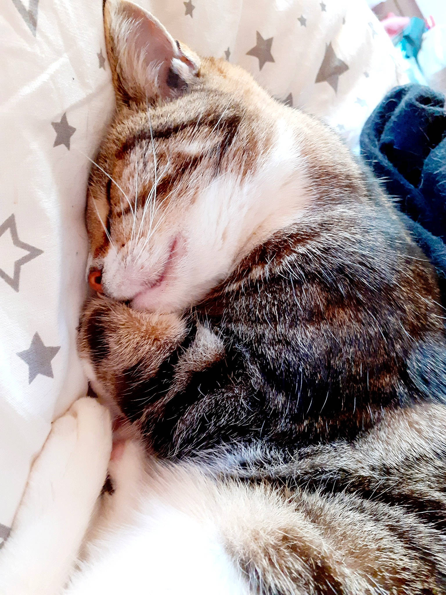 Jane participe au concours pour gagner de l'argent avec cette photo : carnivore, cat, claw, close_up, comfort, domestic_short_haired_cat, felidae, fur, metal, nail, nap, paw, sleep, small_to_medium_sized_cats, snout, whiskers