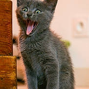 Maya a rejoint le concours — aidez-le/la à gagner de superbes lots ! kitten, gray_cat, fur, animal, pet, indoor, wooden_furniture, floor, curious, cute, whiskers, small, young, domestic_cat, mammal, sitting, wide_eyes, open_mouth, fur_texture, playful