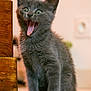 kitten, gray_cat, fur, animal, pet, indoor, wooden_furniture, floor, curious, cute, whiskers, small, young, domestic_cat, mammal, sitting, wide_eyes, open_mouth, fur_texture, playful