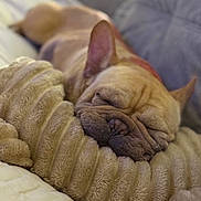 Chunks is registered to the contest to win money with this photo: animal, bedroom, beige, closeup, comfort, cozy, cushion, cute, dog, ears, french_bulldog, indoor, nap, pet, plush, relaxation, resting, sleeping, soft_texture, wrinkled_face