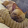 animal, bedroom, beige, closeup, comfort, cozy, cushion, cute, dog, ears, french_bulldog, indoor, nap, pet, plush, relaxation, resting, sleeping, soft_texture, wrinkled_face