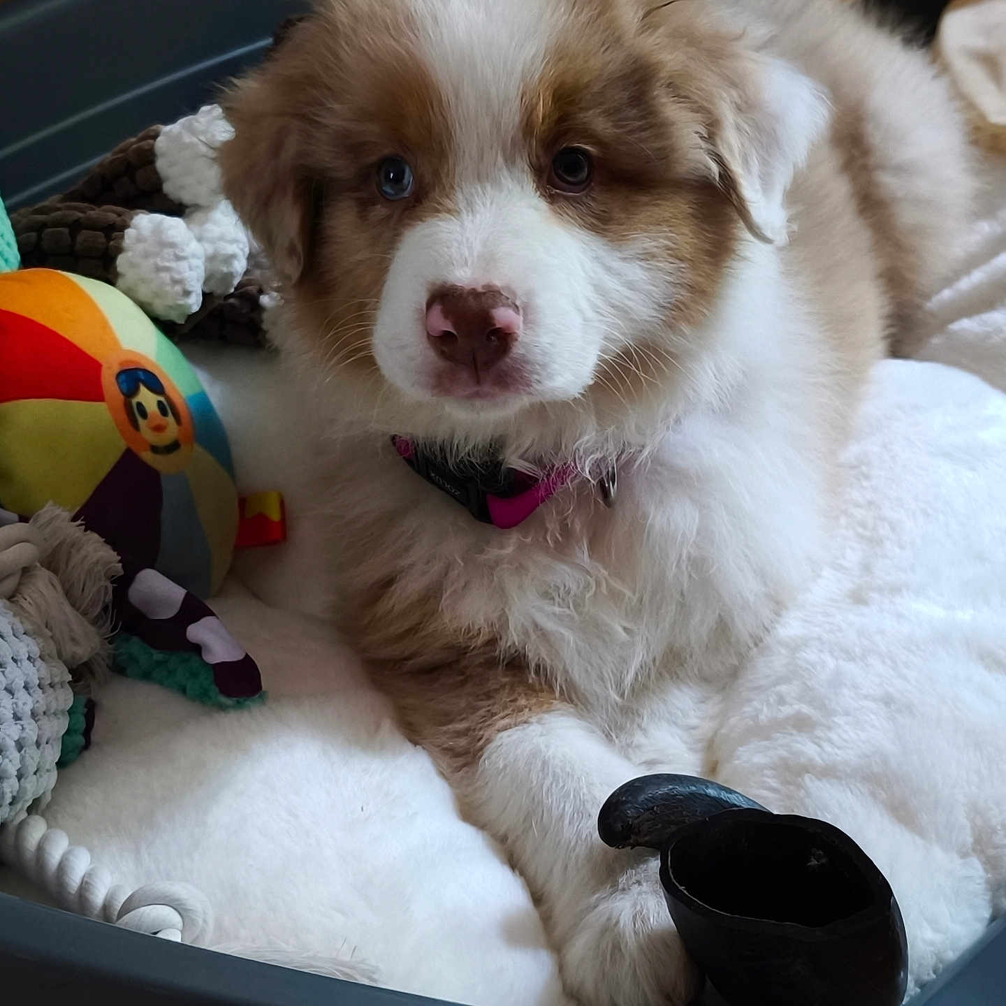 Yuna a rejoint le concours — aidez-le/la à gagner de superbes lots ! animal, ball, canine, cockerspaniel, collie, couch, dog, eskimodog, football, furniture, hound, husky, pet, puppy, soccer, soccerball, sphere, sport, terrier, toy
