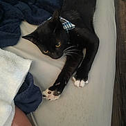 Boots joined the competition — help win amazing prizes! cat, black_cat, white_paws, collar, bed, blanket, stretching, indoor, pet, animal, feline, yellow_eyes, fur, whiskers, cozy, resting, soft, domestic, cute, alert