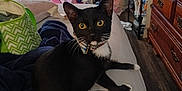 Boots is registered to the contest to win money with this photo: bed, black_cat, blanket, bluey, bow_tie, cartoon, cat, clutter, collar, curious, dresser, floor, furniture, indoor, pet, room, television, tuxedo_cat, white_paws, wood_floor