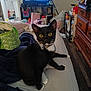 Boots is registered to the contest to win money with this photo: cat, tuxedo_cat, bed, blanket, collar, bow_tie, television, cartoon, bluey, furniture, dresser, room, floor, wood_floor, indoor, clutter, pet, curious, black_cat, white_paws