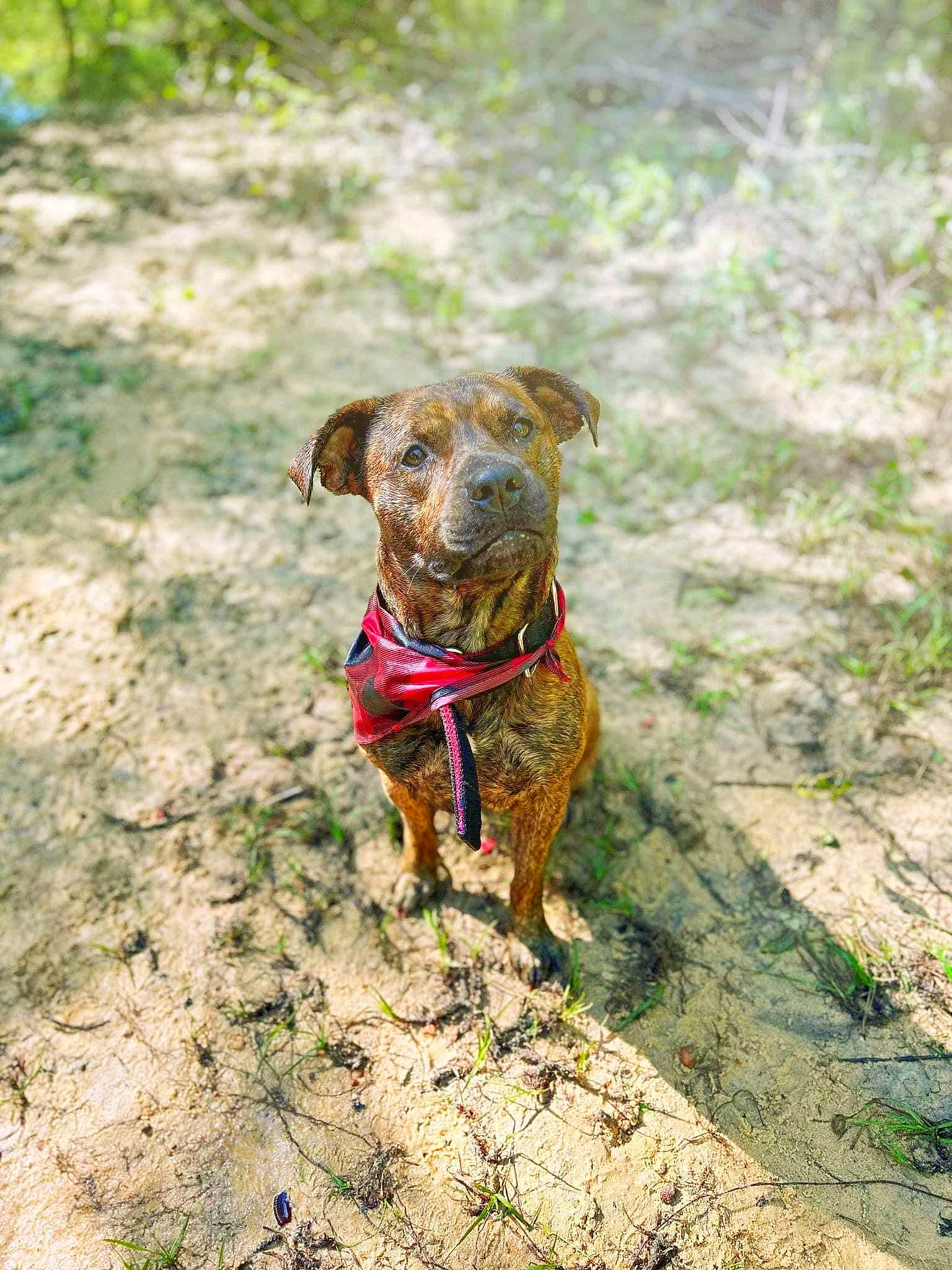 Fred is registered to the contest to win money with this photo: canidae, carnivore, collar, companion_dog, dog, dog_breed, dog_collar, dog_supply, fawn, hound, leash, liver, pet_supply, plant, snout, soil, sporting_group, terrestrial_animal, tree, working_animal