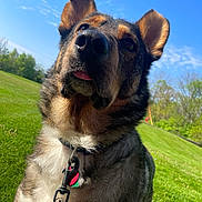 Kynge is registered to the contest to win money with this photo: dog, canine, pet, animal, outdoor, grass, leash, collar, sunlight, blue_sky, nature, close_up, portrait, ears, fur, tongue, greenery, daytime, happy, cute