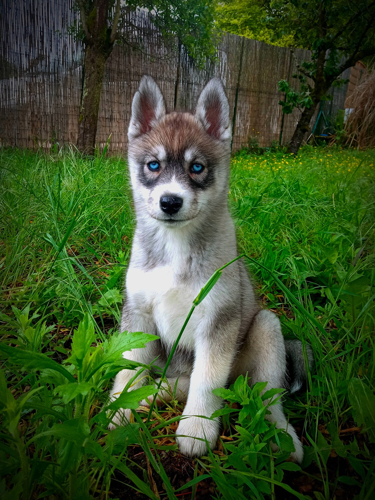 Vulka participe au concours pour gagner de l'argent avec cette photo : canidae, carnivore, companion_dog, dog_breed, fawn, felidae, fox, fur, grass, groundcover, jungle, plant, snout, tail, terrestrial_animal, tree, trunk, whiskers, wildlife, wood