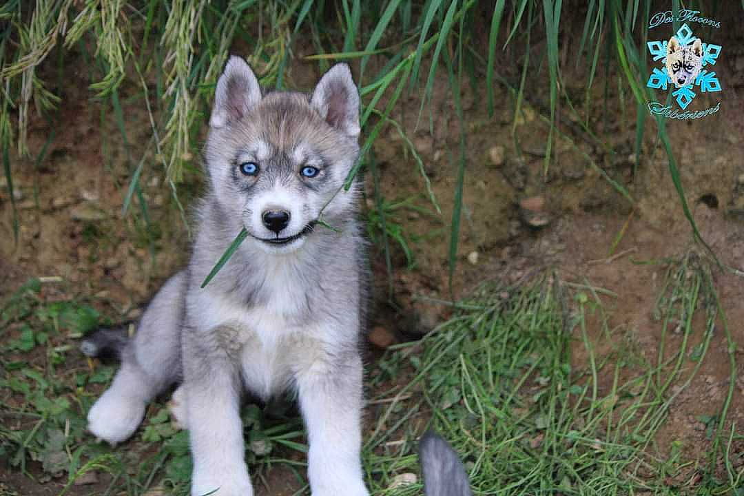 Vulka a rejoint le concours — aidez-le/la à gagner de superbes lots ! canidae, canis, canis_lupus_tundrarum, carnivore, dog, dog_breed, fawn, forest, fox, fur, grass, jungle, plant, snout, tail, terrestrial_animal, tree, whiskers, wildlife, wolf