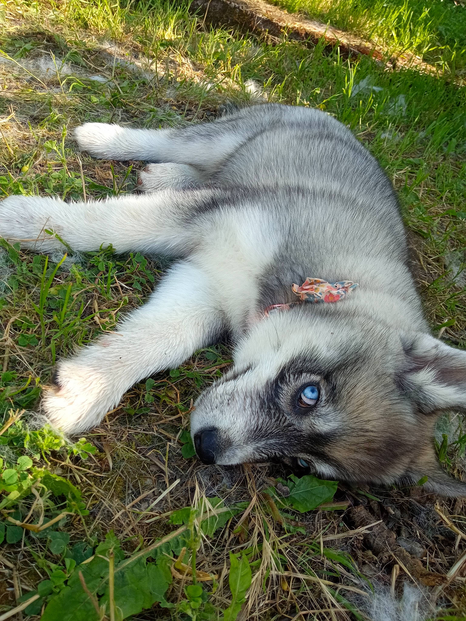 Vulka participe au concours pour gagner de l'argent avec cette photo : canidae, canis, carnivore, dog, dog_breed, fur, grass, groundcover, plant, snout, sporting_group, tail, terrestrial_animal, whiskers, working_animal