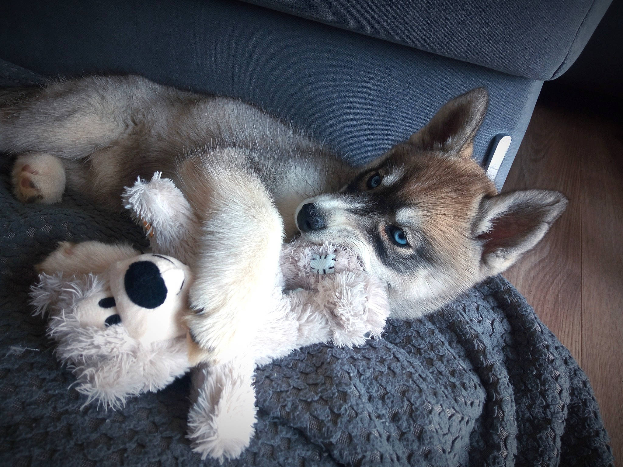 Vulka participe au concours pour gagner de l'argent avec cette photo : bored, canidae, carnivore, claw, comfort, companion_dog, dog, dog_breed, fawn, fur, mammal, nap, paw, snout, sporting_group, tail, terrestrial_animal, toy_dog, whiskers, working_animal