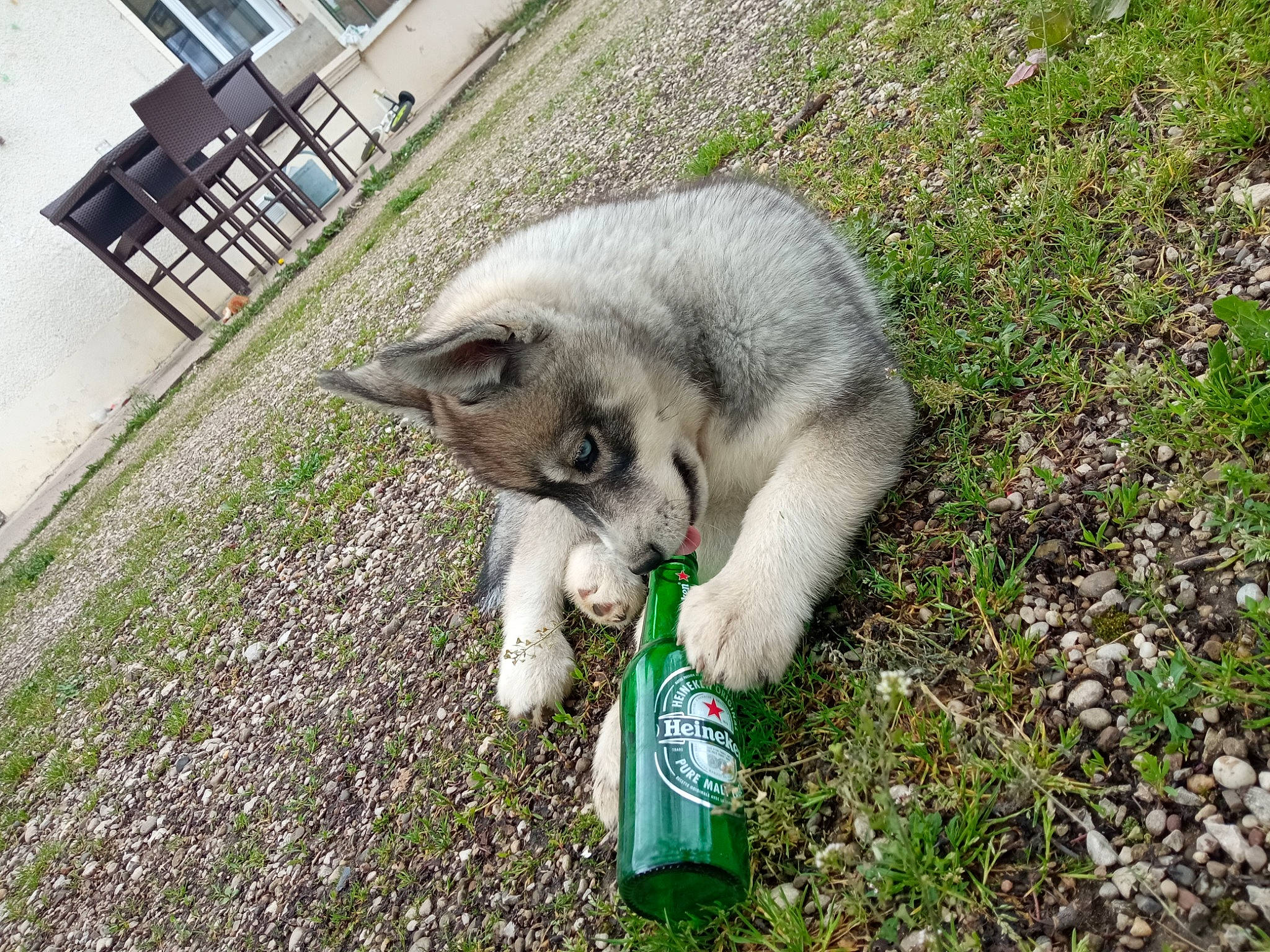 Vulka a rejoint le concours — aidez-le/la à gagner de superbes lots ! carnivore, cat, chair, companion_dog, dog_breed, domestic_short_haired_cat, felidae, fur, grass, groundcover, lawn, plant, siberian_husky, sled_dog, small_to_medium_sized_cats, soil, tail, terrestrial_animal, whiskers, wolf