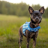 Luna joined the competition — help win amazing prizes! dog, small_dog, black_dog, harness, blue_harness, outdoor, grass, field, nature, pet, animal, canine, ears_up, alert, portrait, standing, daylight, greenery, shallow_depth_of_field, close_up