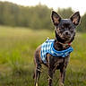 dog, small_dog, black_dog, harness, blue_harness, outdoor, grass, field, nature, pet, animal, canine, ears_up, alert, portrait, standing, daylight, greenery, shallow_depth_of_field, close_up