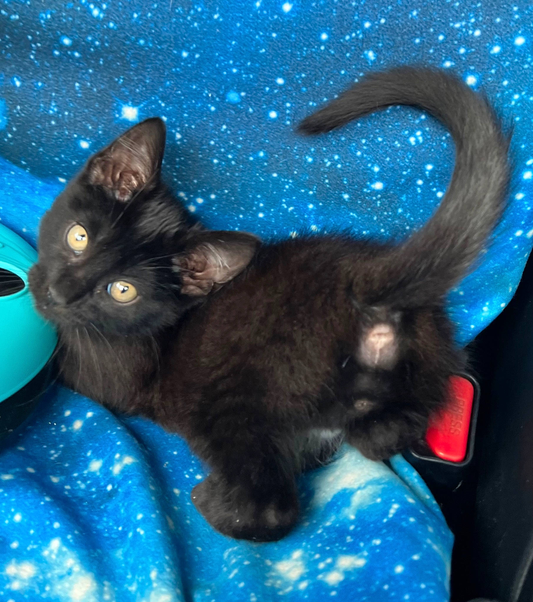 Wybie joined the competition — help win amazing prizes! black_cat, blue, bombay, carnivore, cat, claw, comfort, domestic_short_haired_cat, electric_blue, felidae, fur, mammal, organism, paw, plant, small_to_medium_sized_cats, snout, tail, vertebrate, whiskers