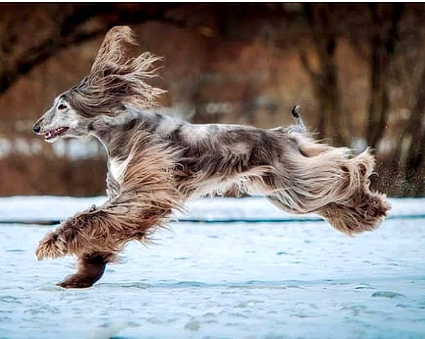 Afghan Hound a rejoint le concours — aidez-le/la à gagner de superbes lots ! canidae, carnivore, claw, dog, dog_breed, fur, liver, lycaon_pictus, natural_landscape, paw, snow, sporting_group, tail, terrestrial_animal, twig, water, wildlife, winter, wood