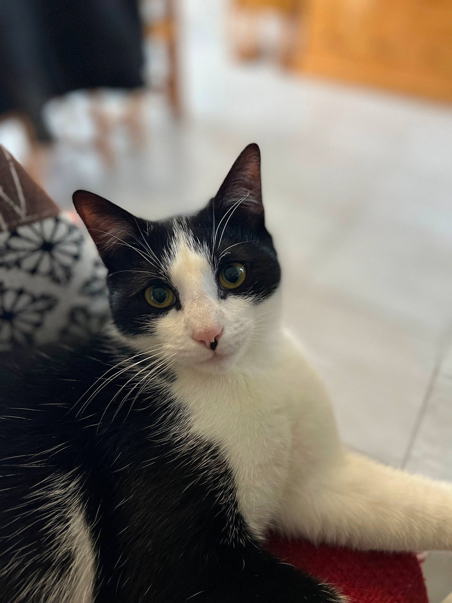 Oréo a rejoint le concours — aidez-le/la à gagner de superbes lots ! carnivore, cat, domestic_short_haired_cat, eye, felidae, foot, fur, hair, head, monochrome_photography, paw, sitting, small_to_medium_sized_cats, snout, tail, tree, whiskers