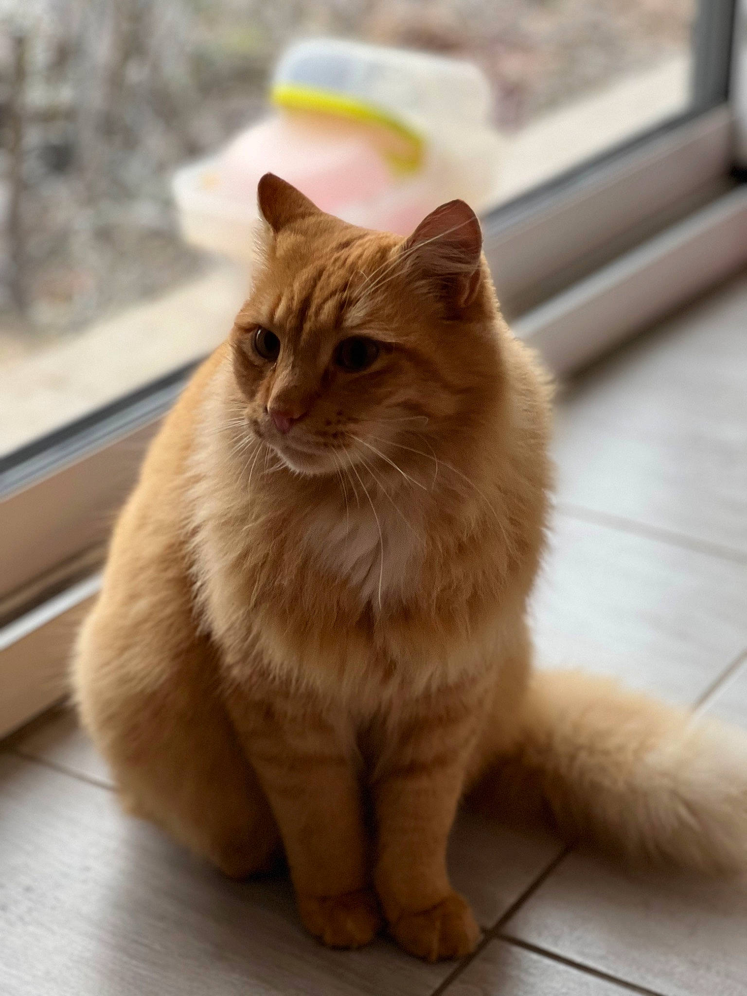 Nougat a rejoint le concours — aidez-le/la à gagner de superbes lots ! carnivore, cat, claw, domestic_short_haired_cat, eye, fawn, felidae, flooring, fur, hardwood, paw, sitting, small_to_medium_sized_cats, snout, tail, terrestrial_animal, whiskers, wildlife, wood