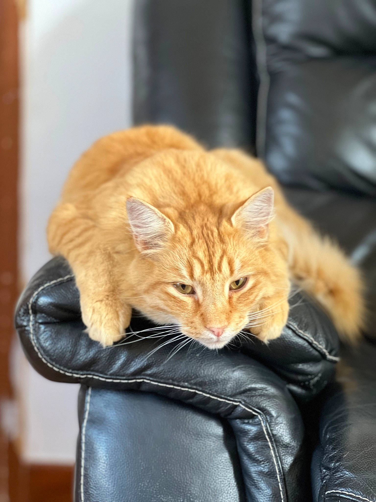 Nougat a rejoint le concours — aidez-le/la à gagner de superbes lots ! brown, carnivore, cat, cat_supply, chair, claw, comfort, couch, domestic_short_haired_cat, fawn, felidae, fur, leather, sitting, small_to_medium_sized_cats, snout, tail, textile, whiskers, wood