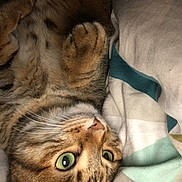 Isis participe au concours pour gagner de l'argent avec cette photo : american_shorthair, asian, australian_mist, bengal, carnivore, cat, domestic_short_haired_cat, dragon_li, european_shorthair, eye, felidae, fur, kitten, ocicat, pixie_bob, skin, small_to_medium_sized_cats, snout, tabby_cat, whiskers