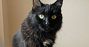 Magic joined the competition — help win amazing prizes! abyssinian, angora, animal, blackcat, cat, egyptiancat, kitten, manx, pet