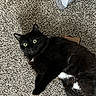 Magic is registered to the contest to win money with this photo: animal, ankle, blackcat, bodypart, cat, clothing, couch, footwear, furniture, gravel, hardwood, kitten, manx, pebble, pet, road, runningshoe, shoe, sneaker, wood